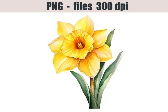 Narcissus Flower Watercolor Clipart for Crafting & Illustrations